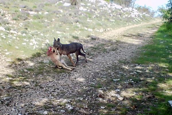 Étude territoriale de la prédation sur le foyer des Préalpes de Gourdon (06) / Volet 3 - Étude du comportement du loup