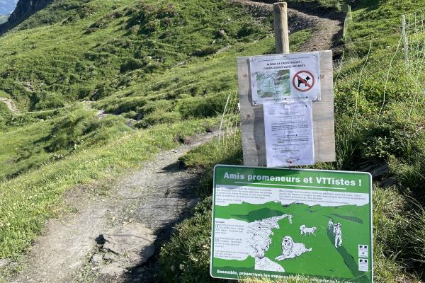 Faut-il interdire les chiens de compagnie à proximité des alpages ?