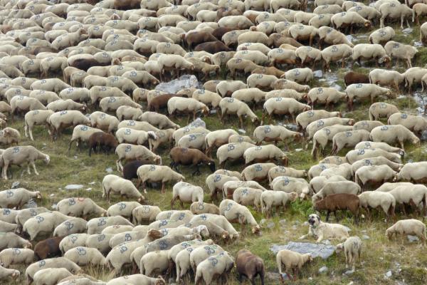 Comment protéger votre troupeau contre la prédation du loup ?