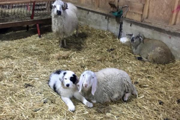 Chien de protection : comment réussir l’intégration au troupeau et transformer un chiot en gardien dévoué ?