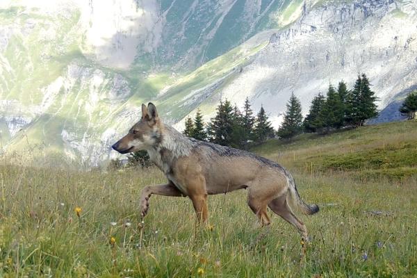 L’écologie du loup au cœur du système pastoral : comprendre pour mieux protéger