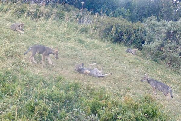 Site de rendez-vous des loups : le détecter et comprendre son rôle