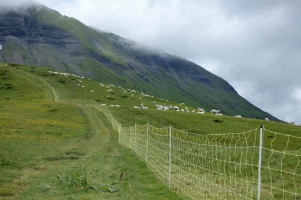 Protect, optimise, simplify : Why and how should we adopt the alpine pasture system ?