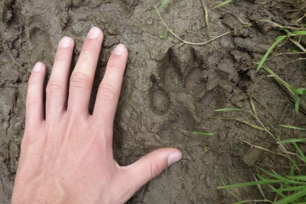 Loup y es-tu ? Les indices qui trahissent la présence du prédateur à proximité de votre élevage