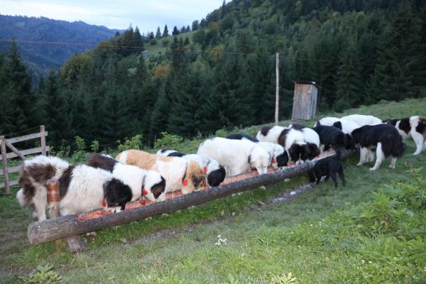 Nourrissage de la meute de chiens de protection