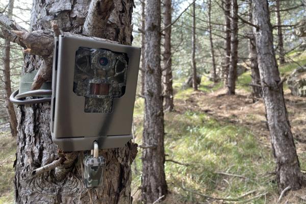 Suivi du loup au piège vidéo