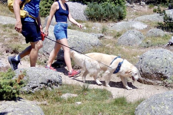 Chien de compagnie attaché en zone pastorale
