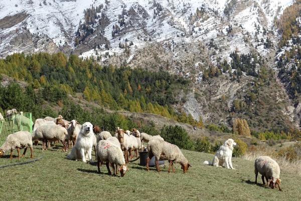 Chiens de protection dans les Hautes-Alpes