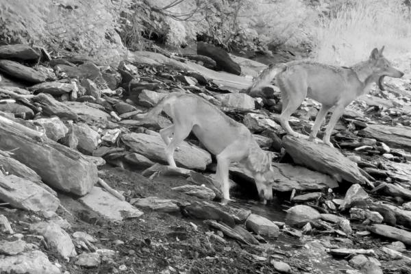 Départ en chasse du couple reproducteur