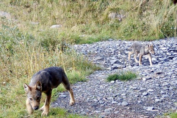 Déambulation des louveteaux sur le site