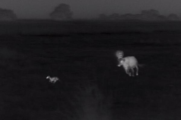 Interaction nocturne entre un chacal doré et des bovins (RO)