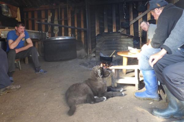 Une familiarisation excessive peut entrainer un désintérêt du troupeau - Berger roumain Corb dans la cabane des bergers à Brașov (RO)