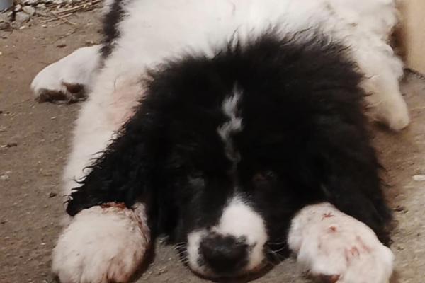Chiot de 10 semaines mordu par un adulte lors de l'intégration dans son nouveau troupeau, il a succombé à ses blessures