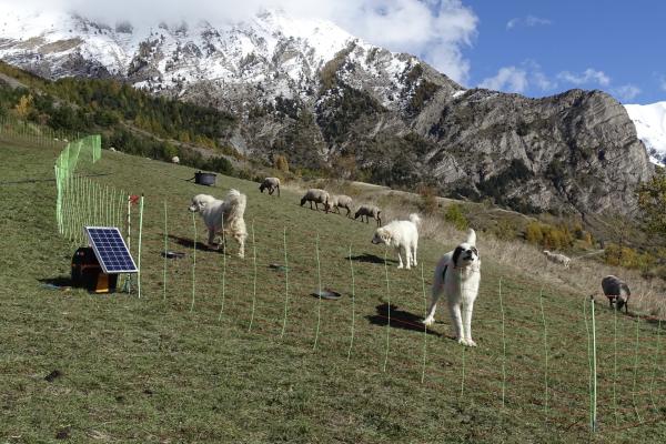 Chiens de protection et clôtures