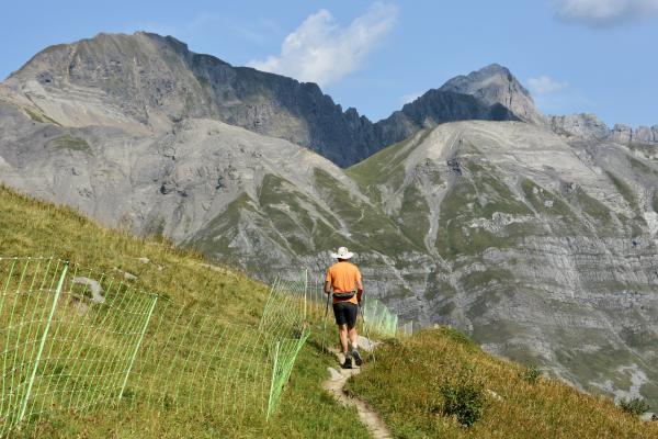 Amélioration significative des interactions entre les chiens de protection et les autres usagers des espaces pastoraux