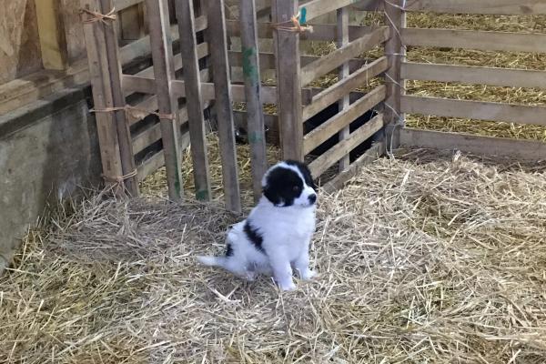 Chiot dans son lot, près du refuge aménagé