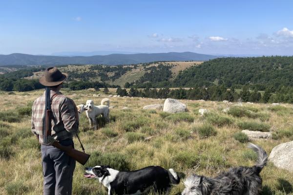 Gardiennage avec le fusil dans les Cévennes