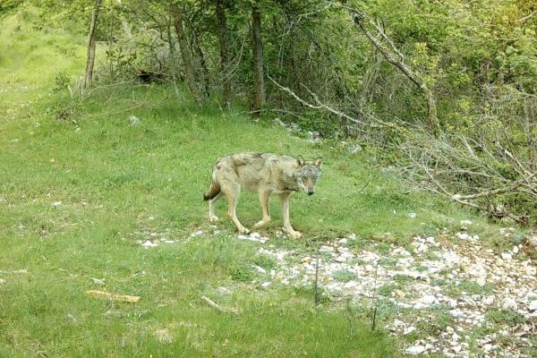Loup en journée dans les Alpes-Maritimes
