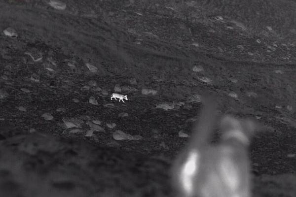 Interaction loup-chien en caméra thermique