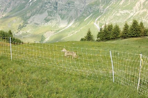 Loup pris au piège photo devant la clôture