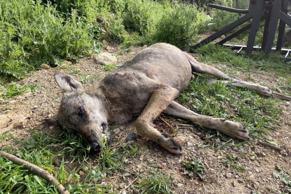 Loup subadulte prélevé dans le cadre d'un tir de défense