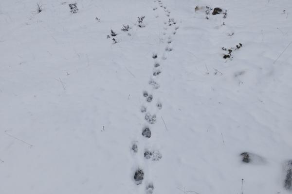 Contre-exemple : pistes non alignées par deux loups