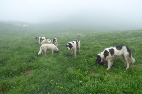 Une partie de la meute de chiens aux croquettes
