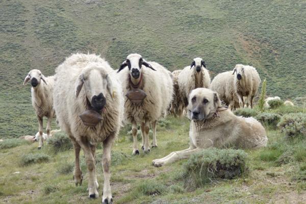 Kangal et ses brebis dans les montagnes d'Anatolie centrale (TR)