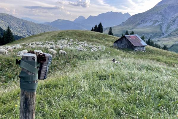 Installation d'un piège photo près d'un parc de regroupement nocturne