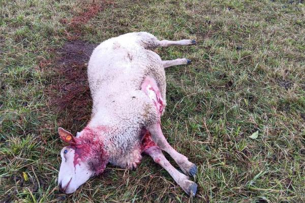 Brebis victime d'une attaque
