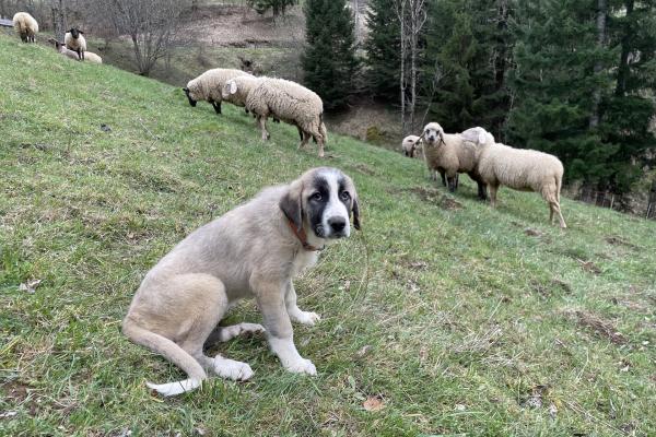 Première sortie au pâturage sous surveillance