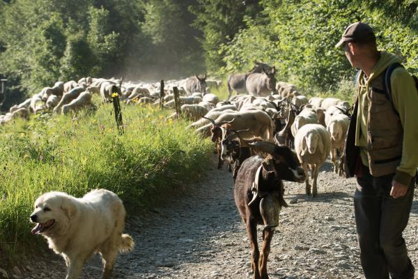 Transhumance estivale dans les Alpes (FR)