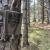 Suivi du loup au piège vidéo