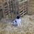 Chiot dans son lot, près du refuge aménagé