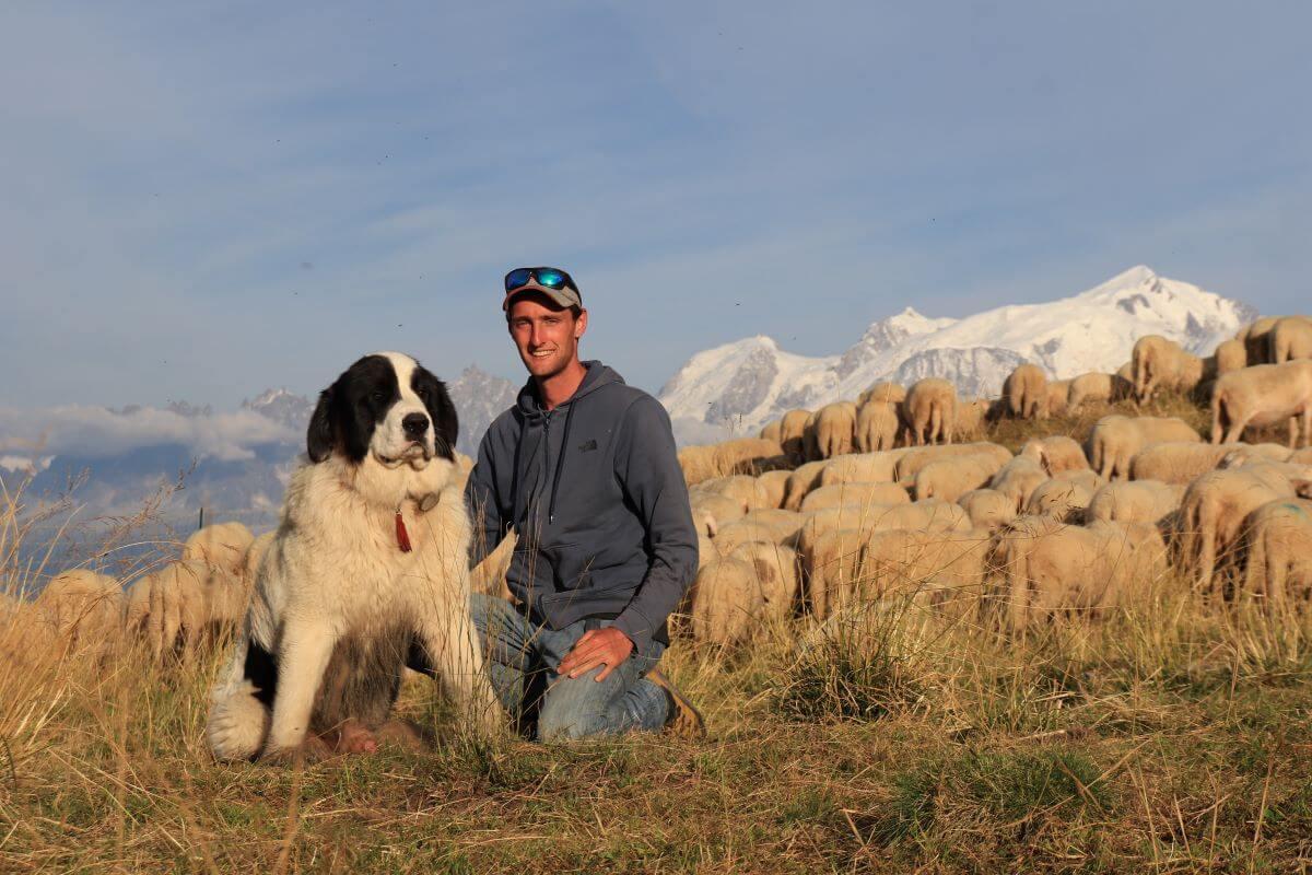 Improving the protection of herds against predation