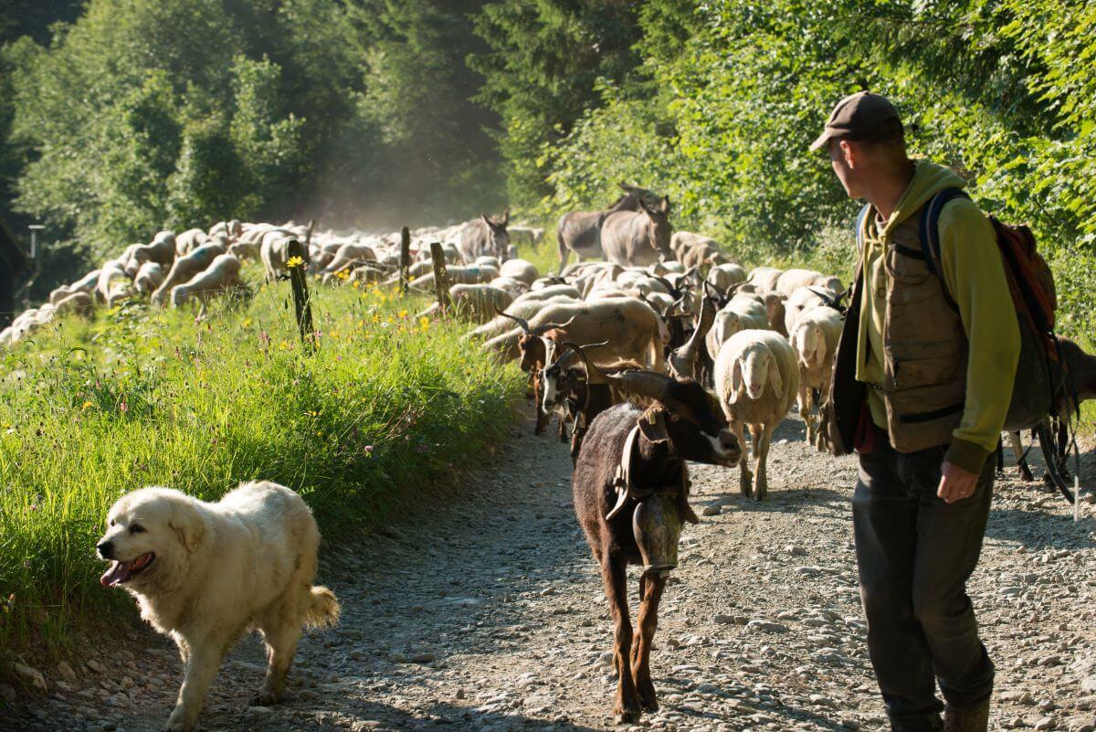 Une recherche constante des bonnes pratiques en protection des troupeaux