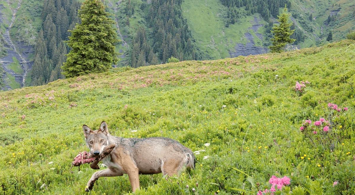 Loup transporte une patte de chevreuil en alpage