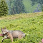Loup transporte une patte de chevreuil en alpage
