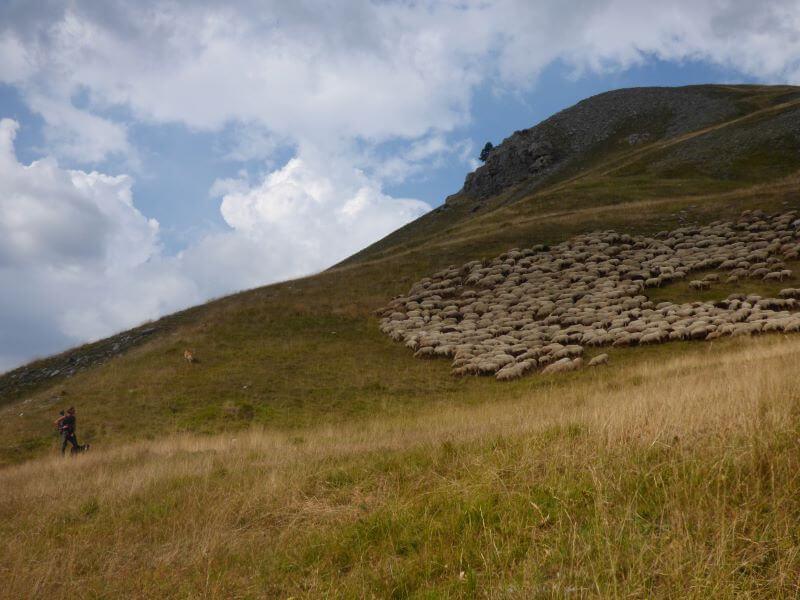 Étude des foyers de prédation