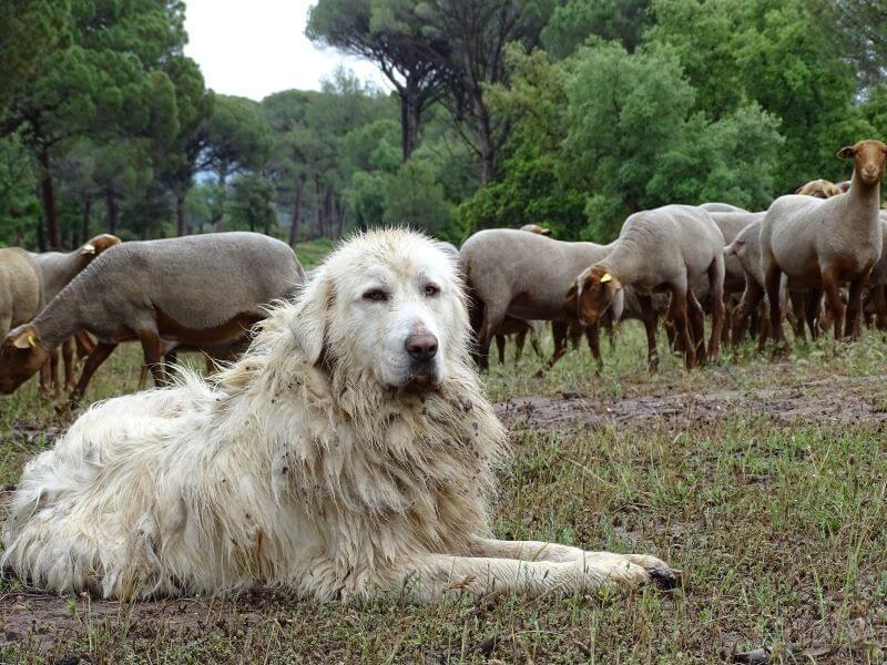 Test de comportement des chiens