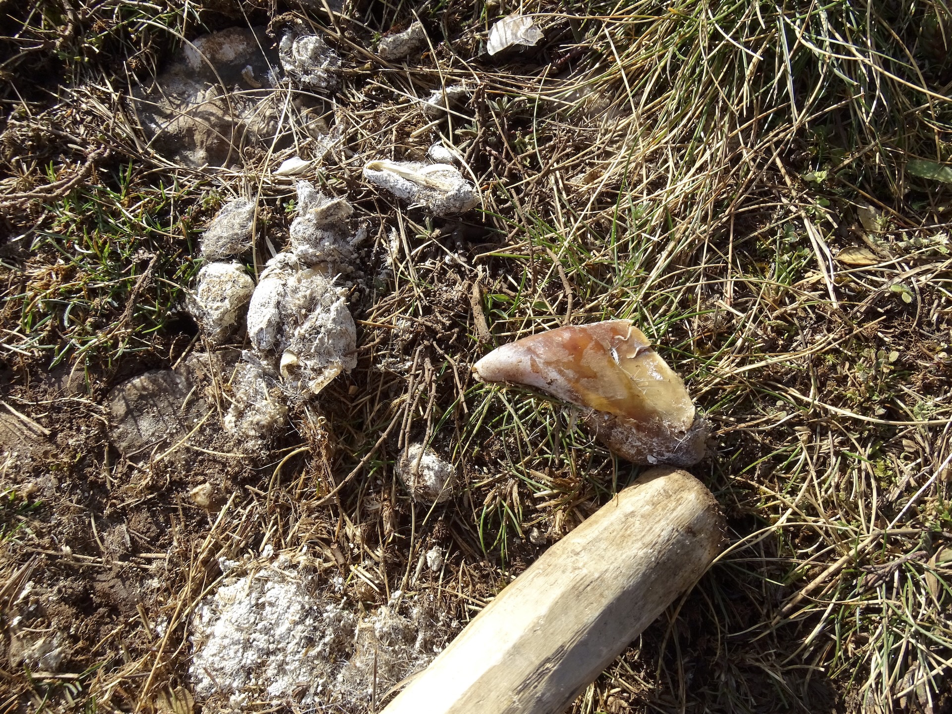 Crotte relativement vieille, présence d'un onglon de brebis