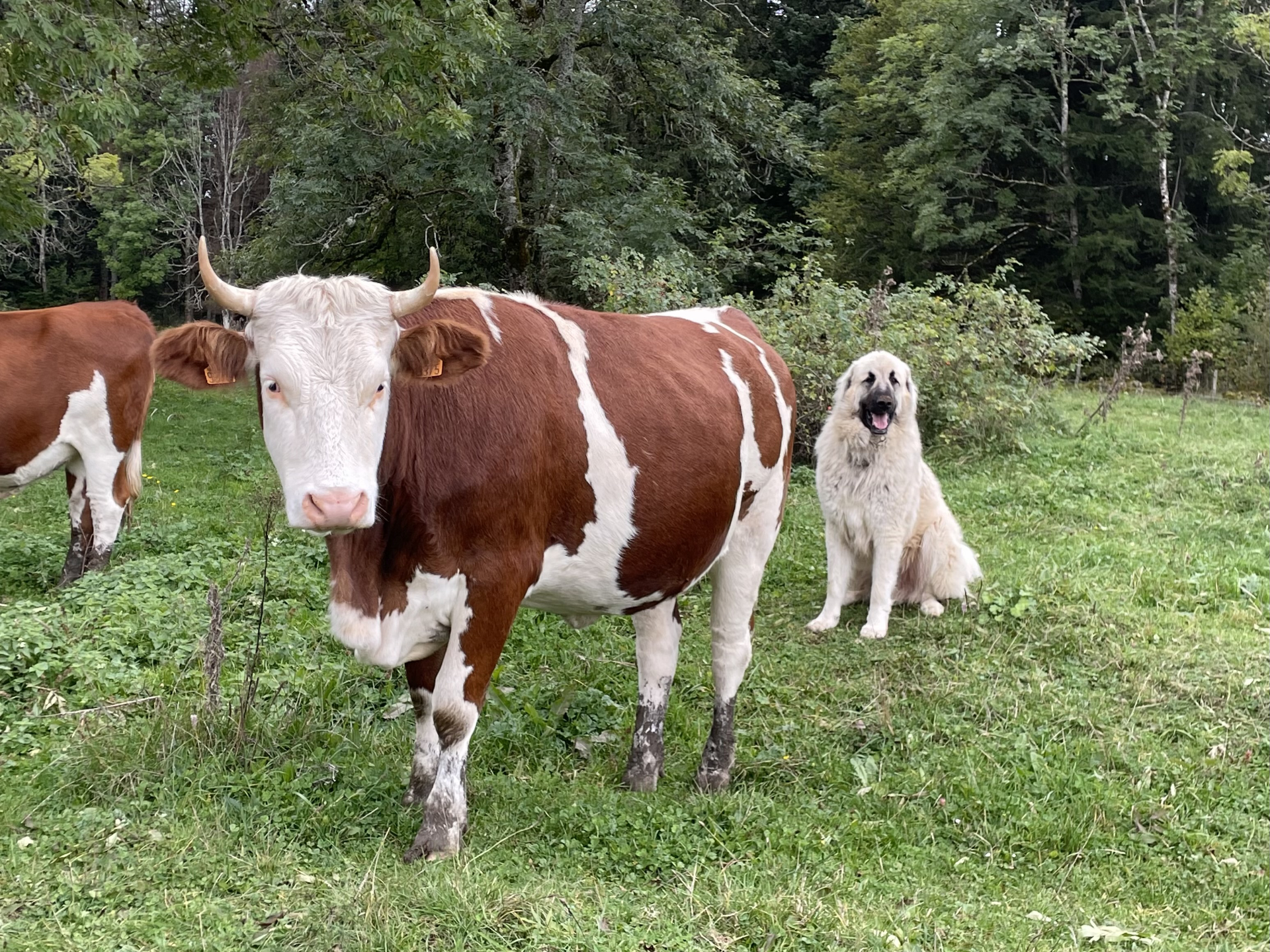 Chien de protection et bovins