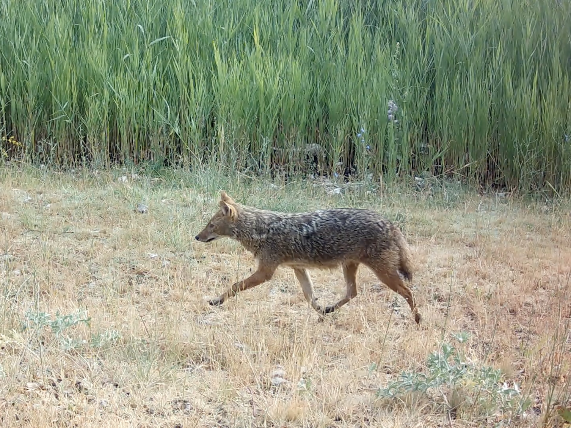 Chacal doré au piège vidéo dans la région d'Isparta en Turquie