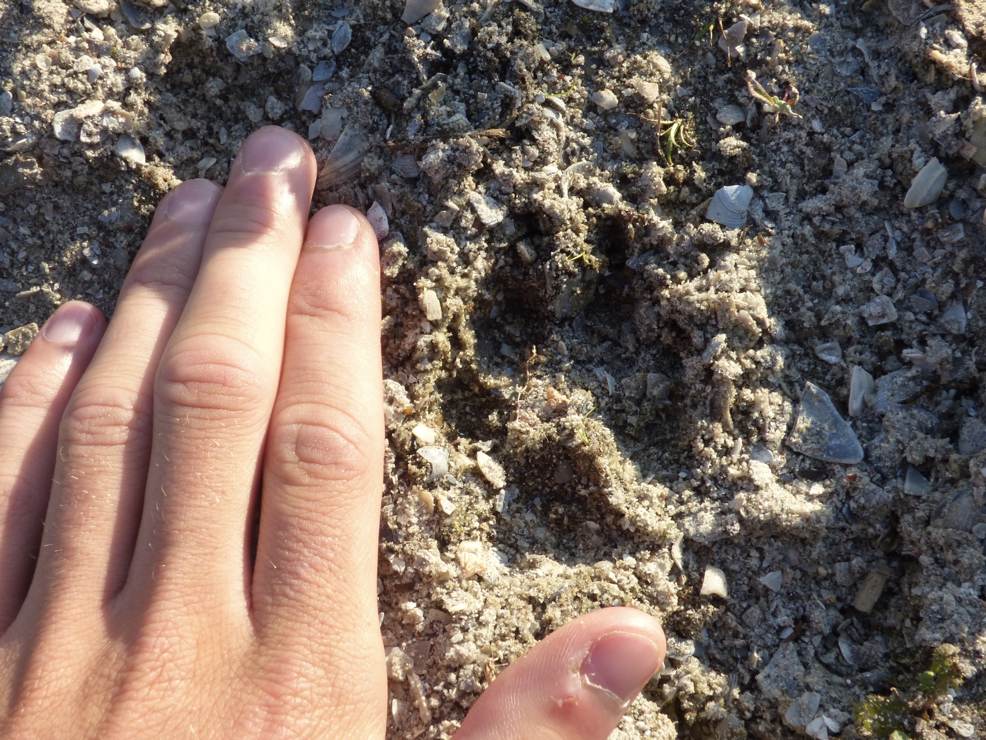 Les empreintes sont similaires à celle d'un renard mais légèrement plus étroites