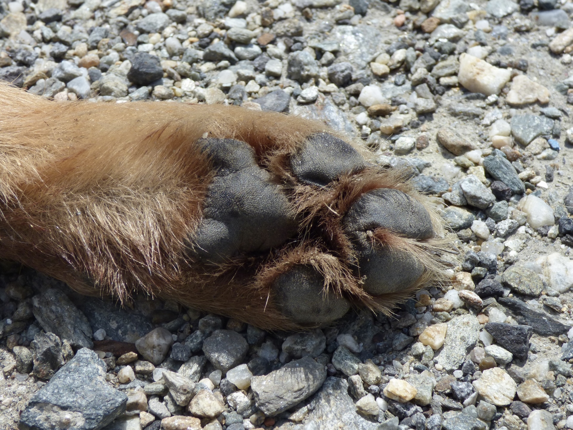 Coussinets des doigts médians partiellement soudés à leur base