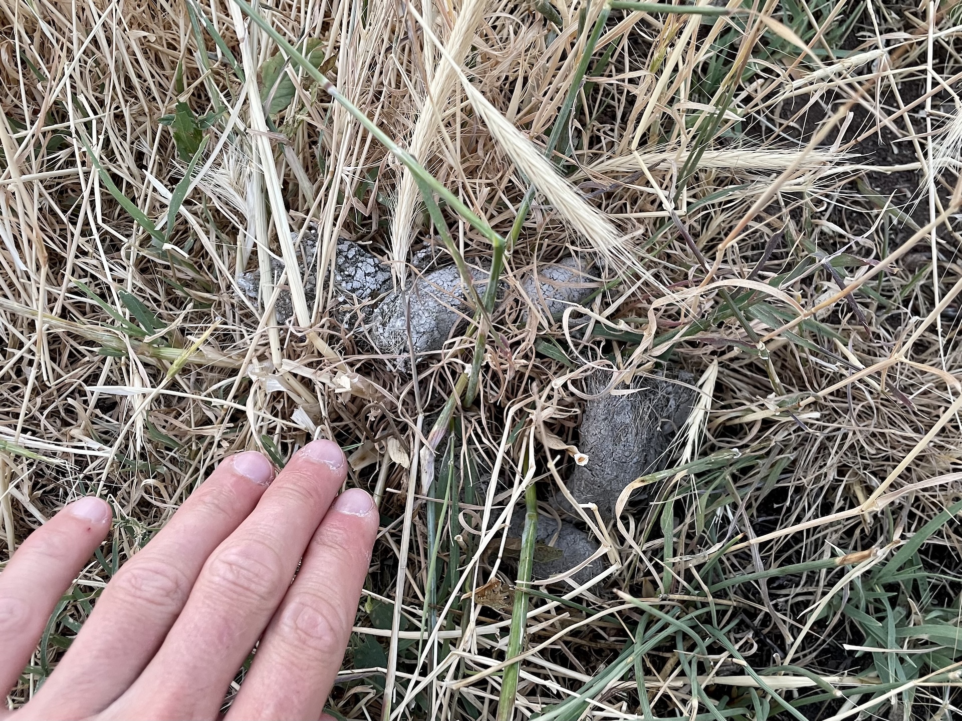 Crotte de chacal avec des poils et des petits éclats d'os