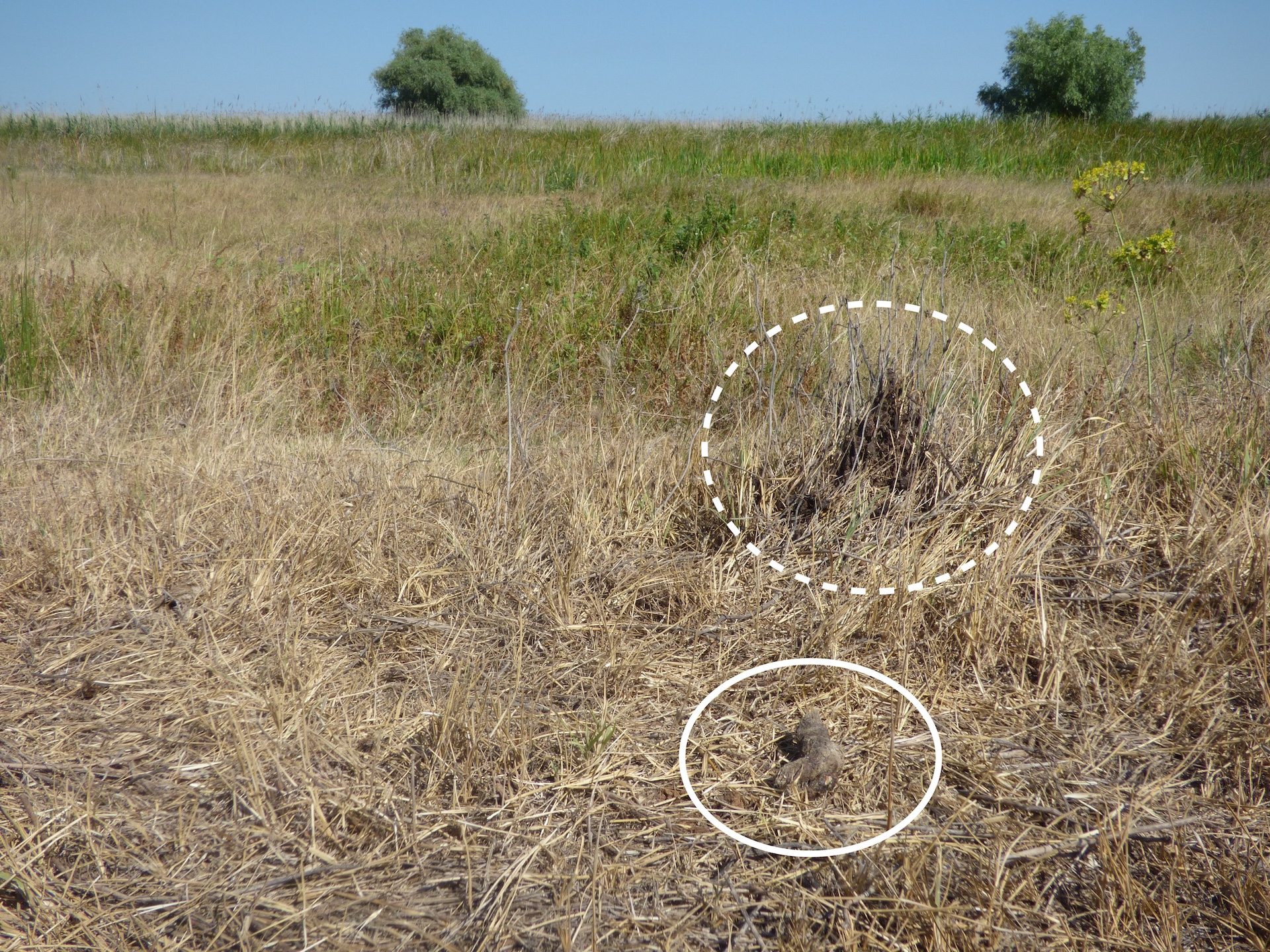 L'aspect des crottes peut varier fortement selon le régime alimentaire du moment
