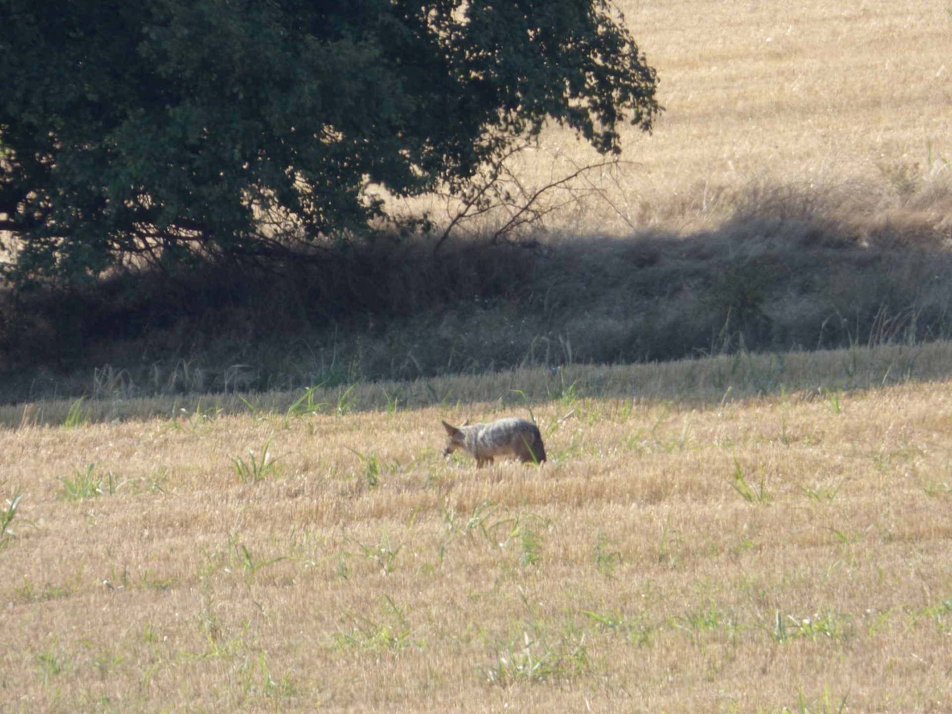 Mulotage dans la plaine agricole