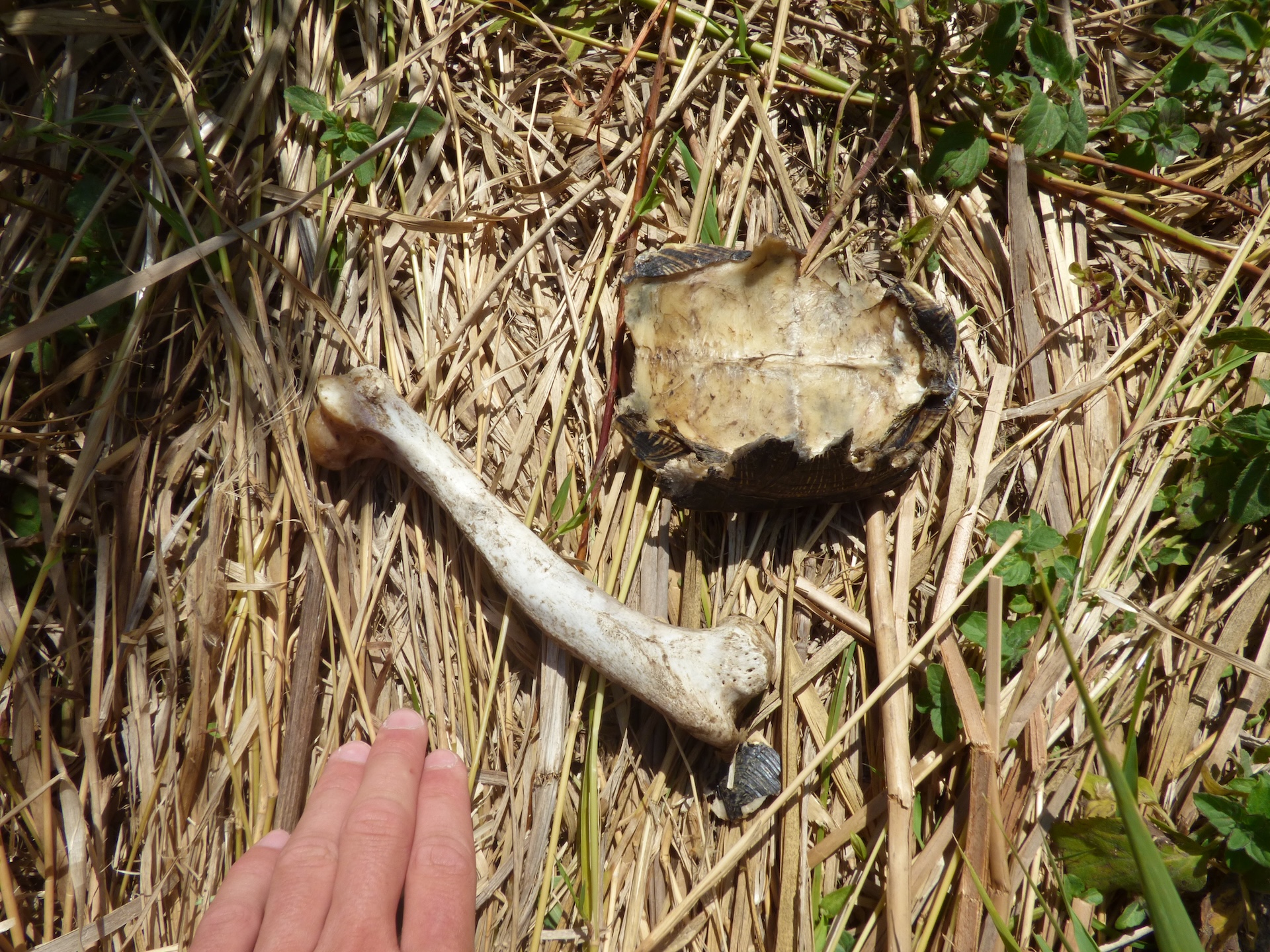 Indices de proie et de charognage sur un site de repos