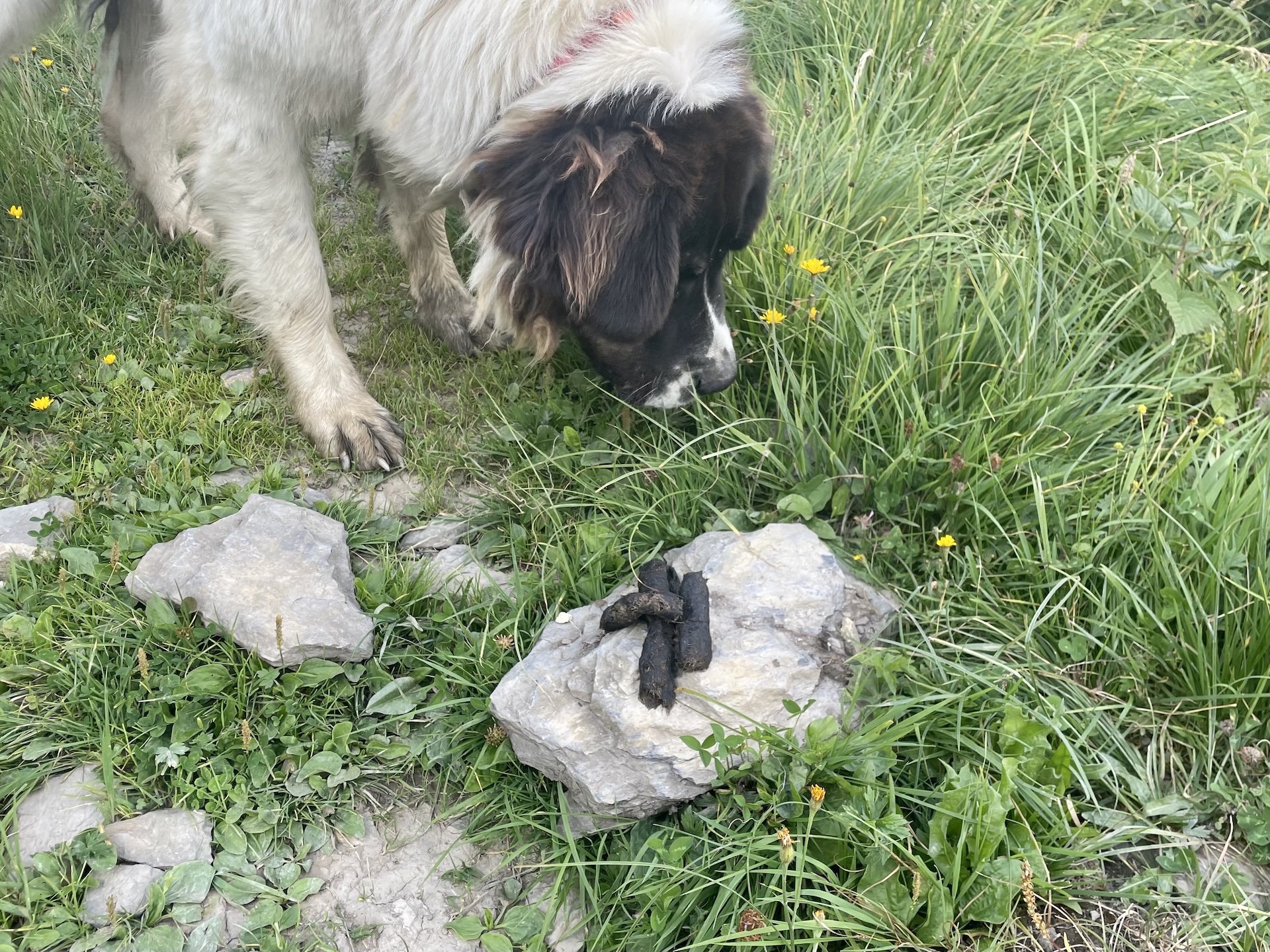 Détection d'un crotte de loup par un chien de protection